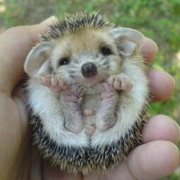 Grupa mijlocie-mare ”Sünikék”-limba de predare maghiară