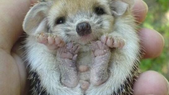 Grupa mijlocie-mare ”Sünikék”-limba de predare maghiară